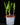 Bletilla sp. (Gartenorchidee) - verschiedene Farben