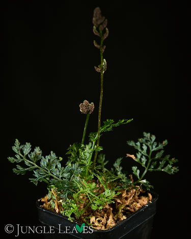 Bolbitis heteroclita 'Difformis'