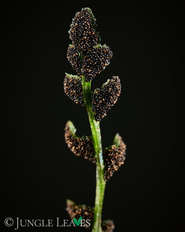 Bolbitis heteroclita 'Difformis'