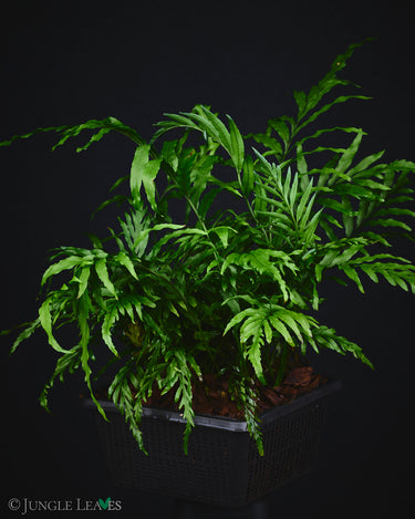 Bolbitis heudelotii