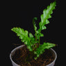 Bolbitis sinuosa Tiger Stripe