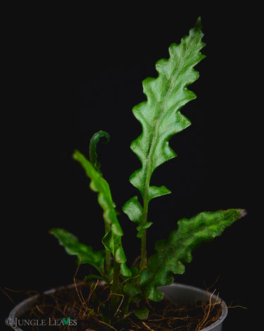 Bolbitis sinuosa Tiger Stripe