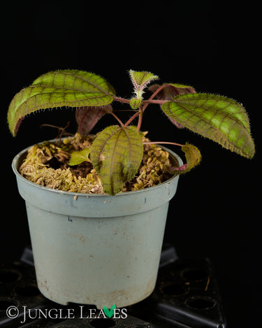 Boyania colombiana