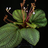Boyania colombiana