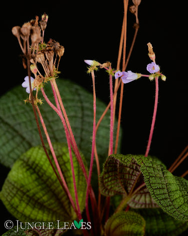 Boyania colombiana