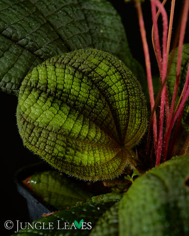Boyania colombiana