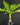 Brighamia insignis (Vulkanpalme)