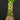 Brighamia insignis (Vulkanpalme)