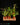 Bromelien Set - kleine Terrarienbromelien