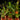 Bromelien Set