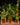 Bromelien Set