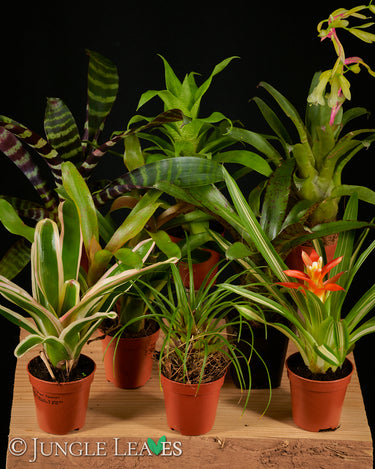 Bromelien Set