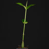 Bruguiera gymnorhiza (Orange Mangrove)