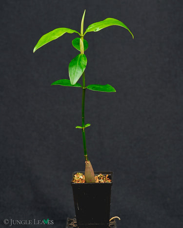 Bruguiera sexangula