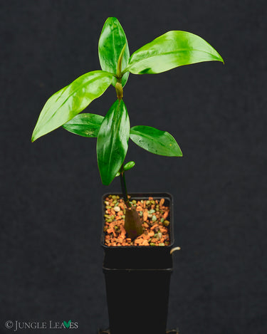 Bruguiera sexangula (Orange Mangrove)