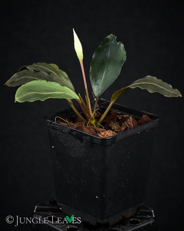 Bucephalandra akantha 'Pearl Grey'