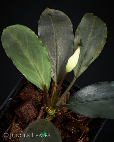 Bucephalandra akantha 'Pearl Grey'