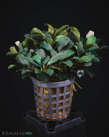 Bucephalandra sp. 'Theia'