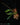 Bulbophyllum falcatum