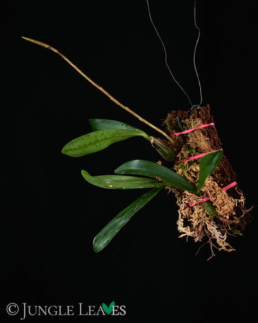 Bulbophyllum falcatum