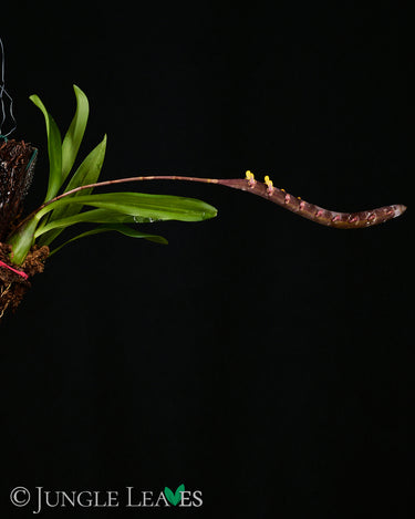 Bulbophyllum falcatum