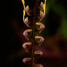 Bulbophyllum falcatum