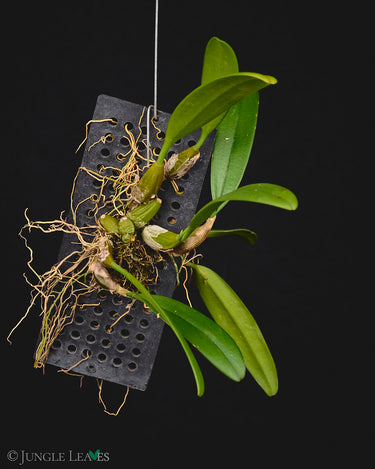 Bulbophyllum medusae
