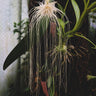 Bulbophyllum medusae