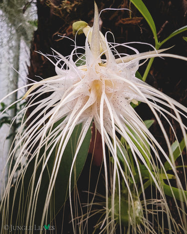 Bulbophyllum medusae