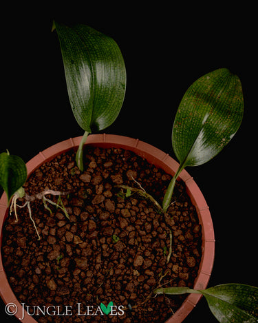 Bulbophyllum reticulatum