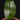 Bulbophyllum reticulatum