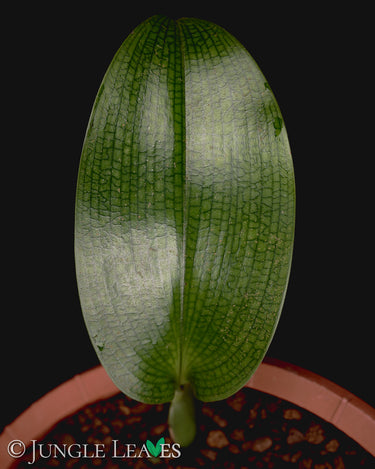 Bulbophyllum reticulatum