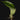 Bulbophyllum reticulatum