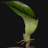 Bulbophyllum reticulatum