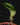 Bulbophyllum reticulatum
