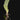Bulbophyllum reticulatum
