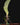 Bulbophyllum reticulatum