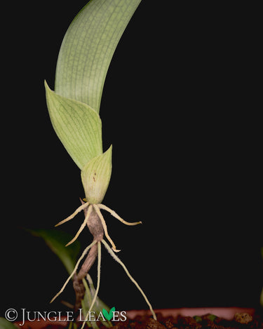 Bulbophyllum reticulatum