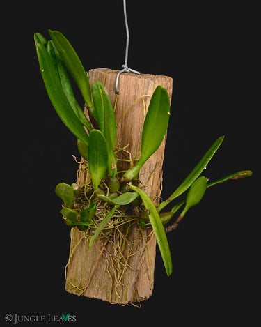 Bulbophyllum romyi