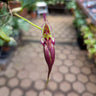 Bulbophyllum romyi