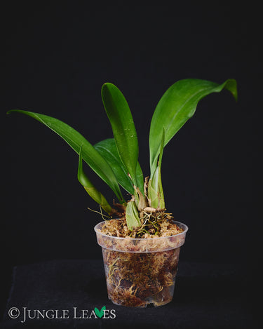 Bulbophyllum longissimum