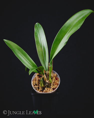 Bulbophyllum longissimum