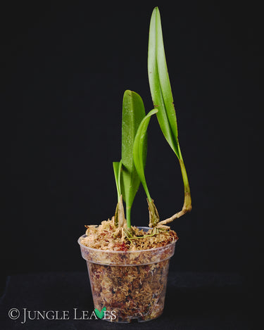 Bulbophyllum medusae