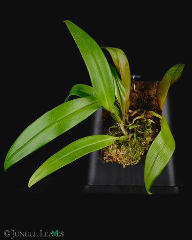 Bulbophyllum lasianthum