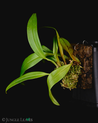 Bulbophyllum lasianthum