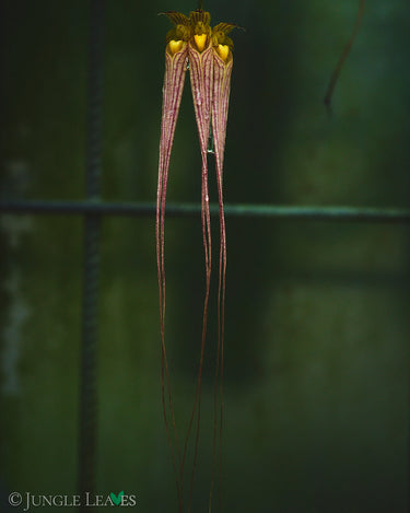 Bulbophyllum longissimum