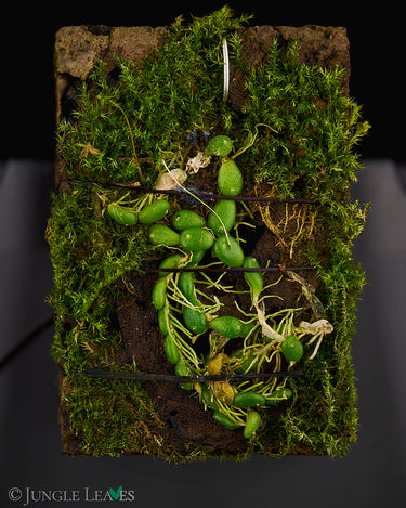 Bulbophyllum moniliforme