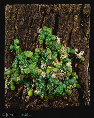 Bulbophyllum moniliforme