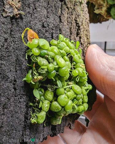 Bulbophyllum moniliforme