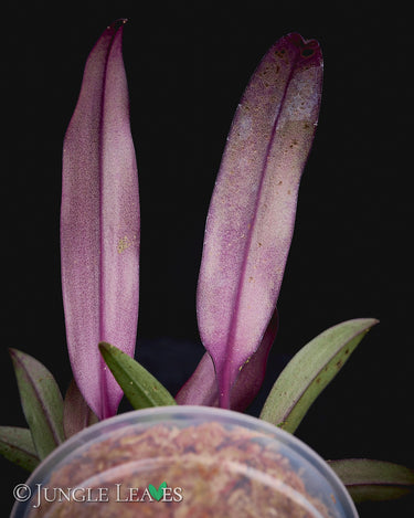 Bulbophyllum trongquyetii